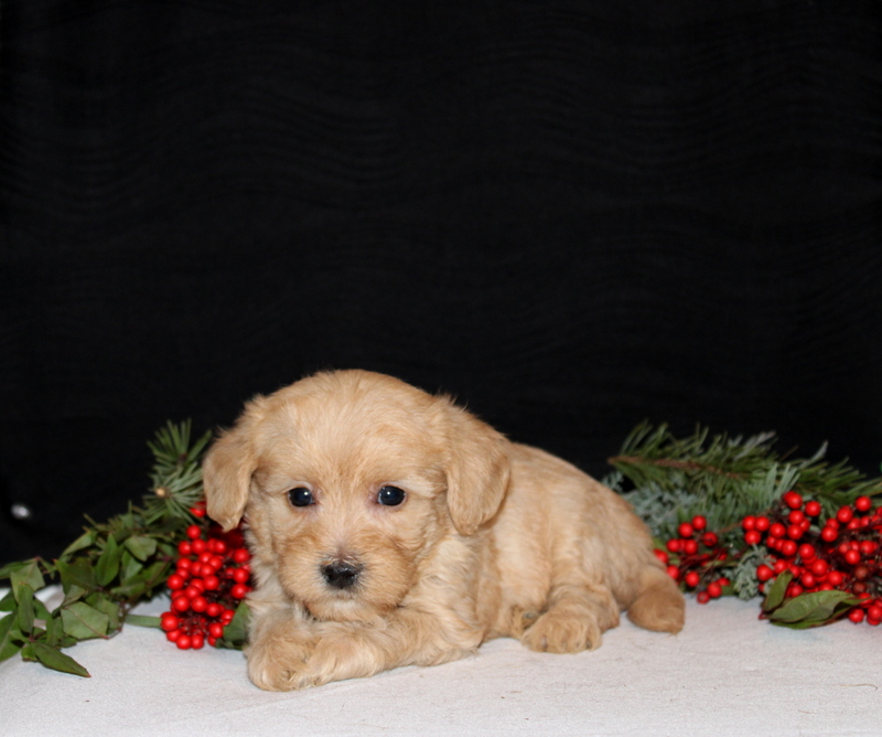 puppy, for, sale, Morki-Poo, Matthew B. Stoltzfus, dog, breeder, Gap, PA, dog-breeder, puppy-for-sale, forsale, nearby, find, puppyfind, locator, puppylocator, aca